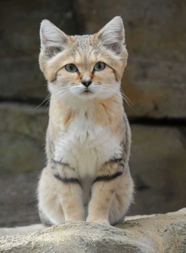 The sand cat weighs less than a domestic cat.